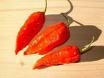 Hot-Headz! Bhut Jolokia Naga Chile-Sås
